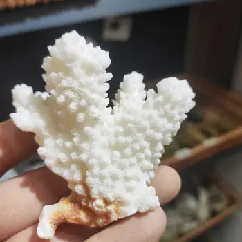 1 ADET Doğal Beyaz Mercan Küme Kristal Akvaryum Peyzaj Süsler Decorationum Resif Numune Ev Dekor Hediye